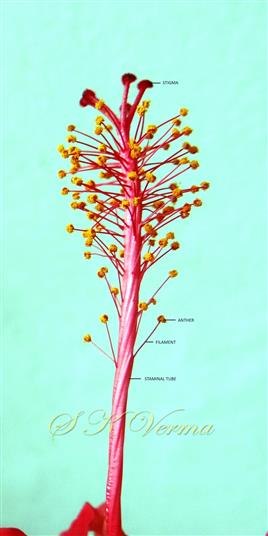   Androecium and part pf pistil